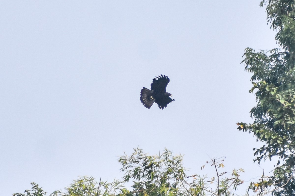 林鵰 - ML646054626