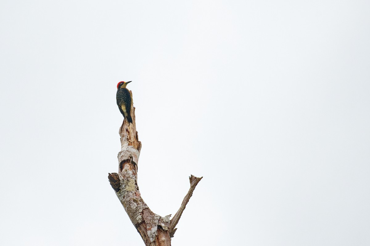 Black-cheeked Woodpecker - ML646054630