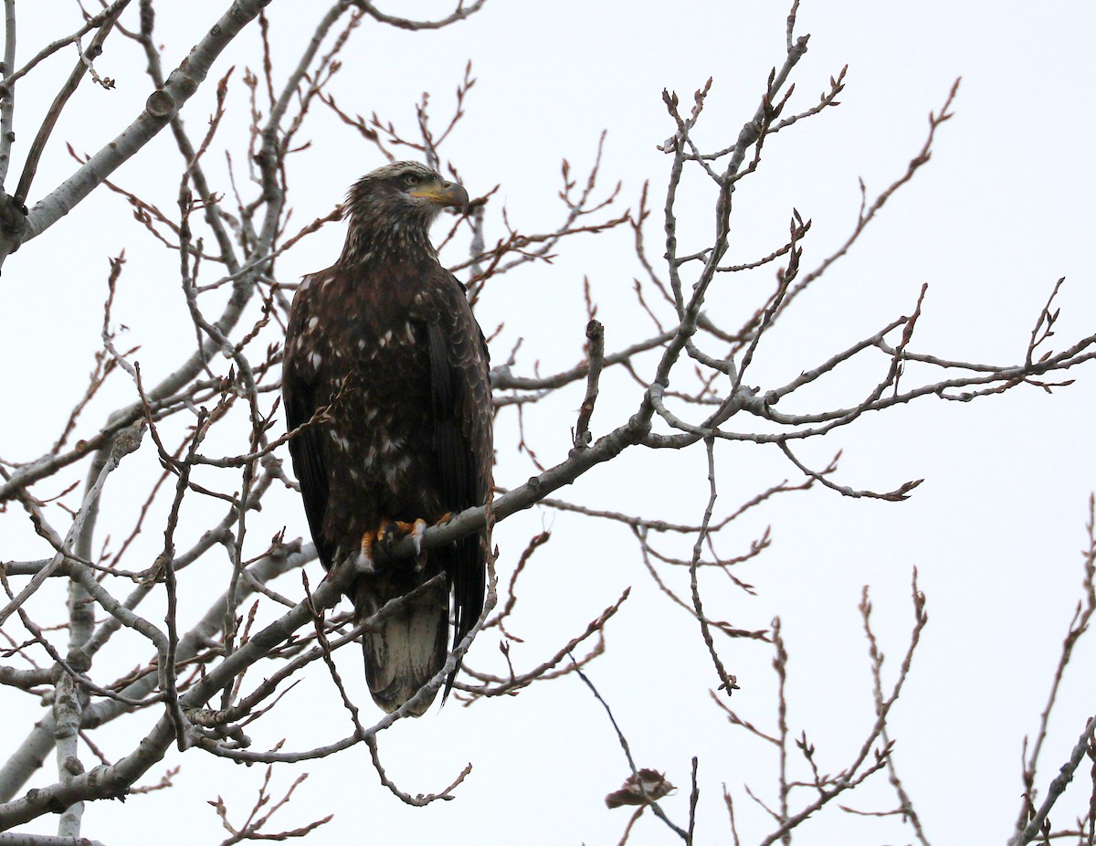 Орлан білоголовий - ML646054631