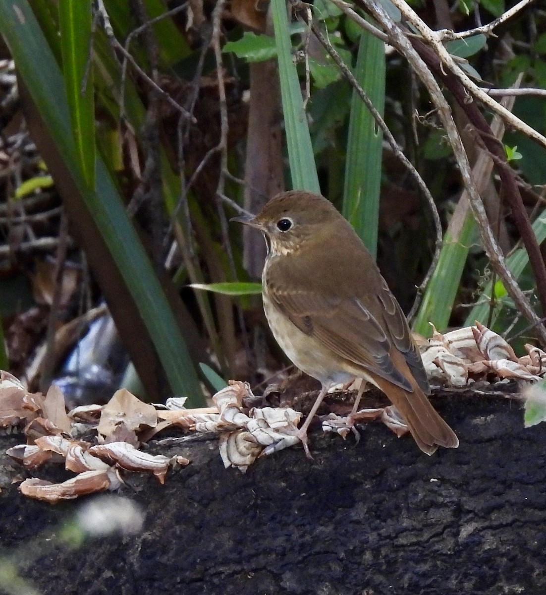 Hermit Thrush - ML646054635