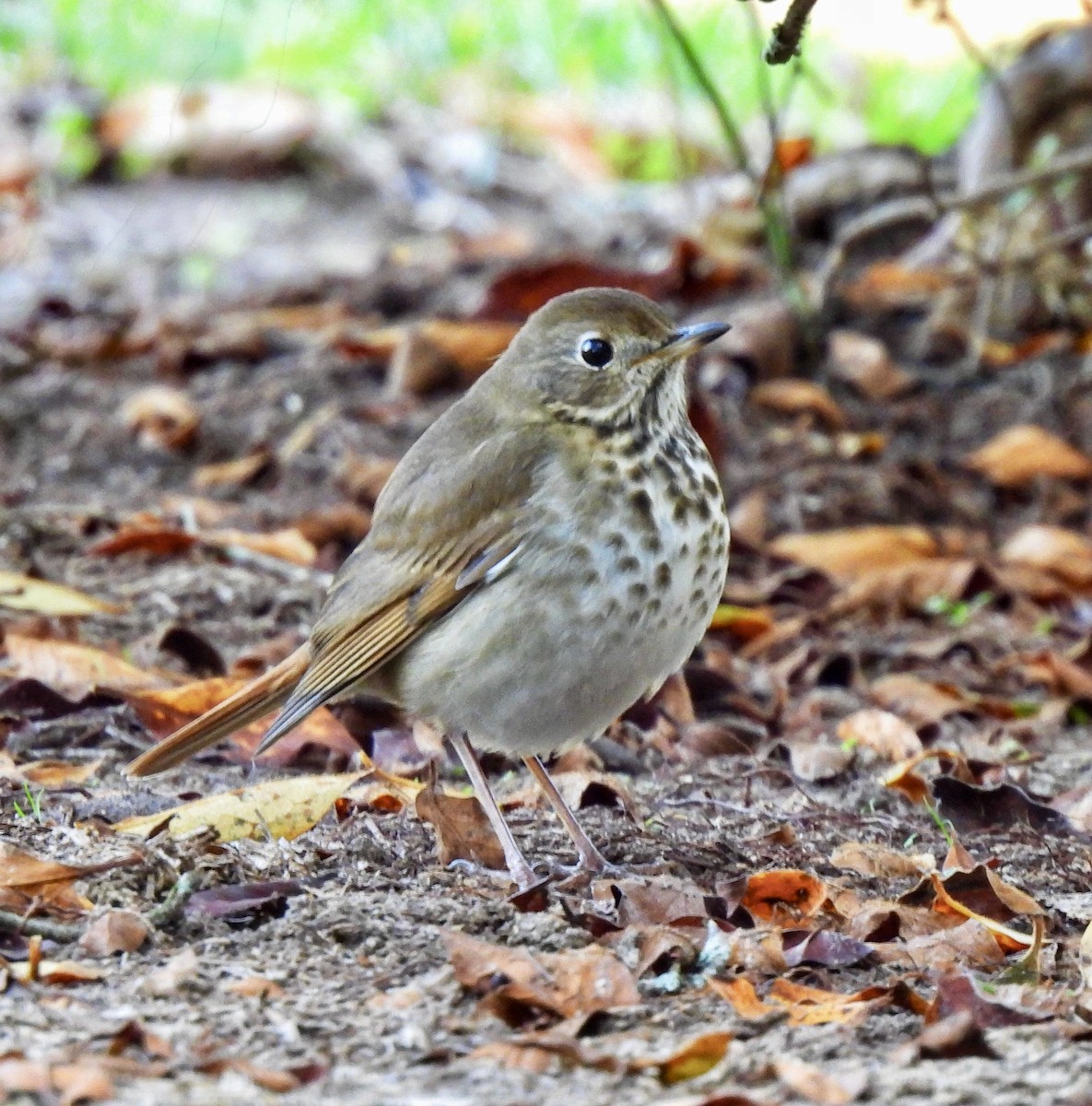 Hermit Thrush - ML646054636