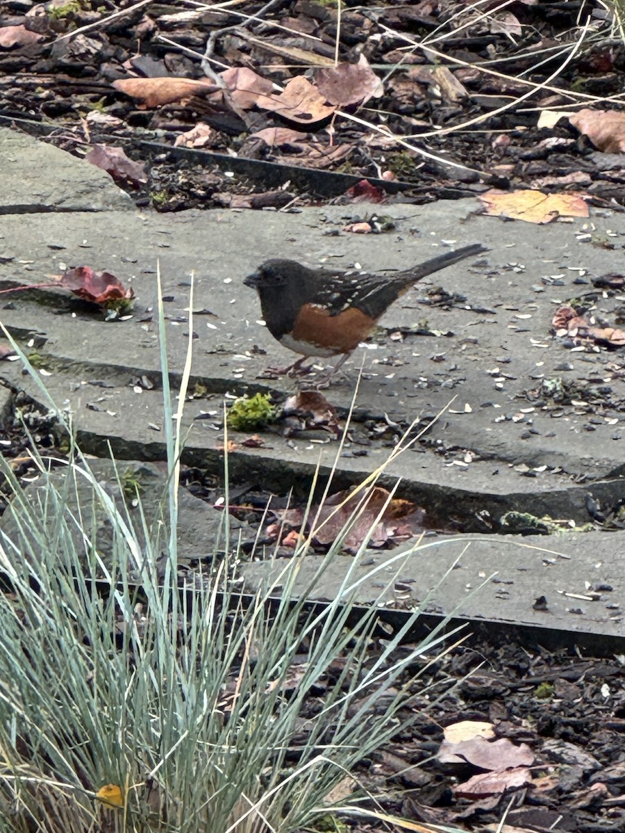 Spotted Towhee - ML646054639
