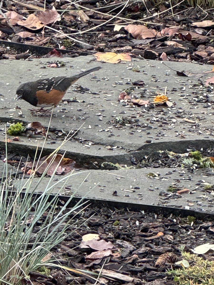 Spotted Towhee - ML646054640