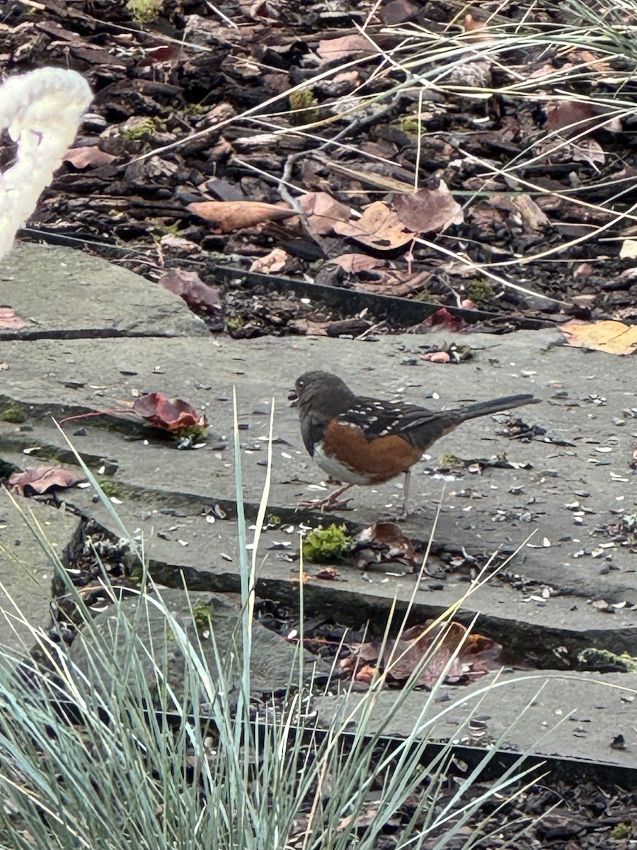 Spotted Towhee - ML646054641