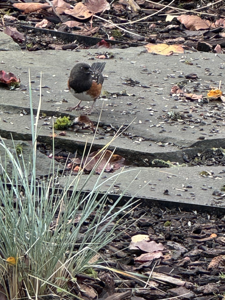 Spotted Towhee - ML646054642