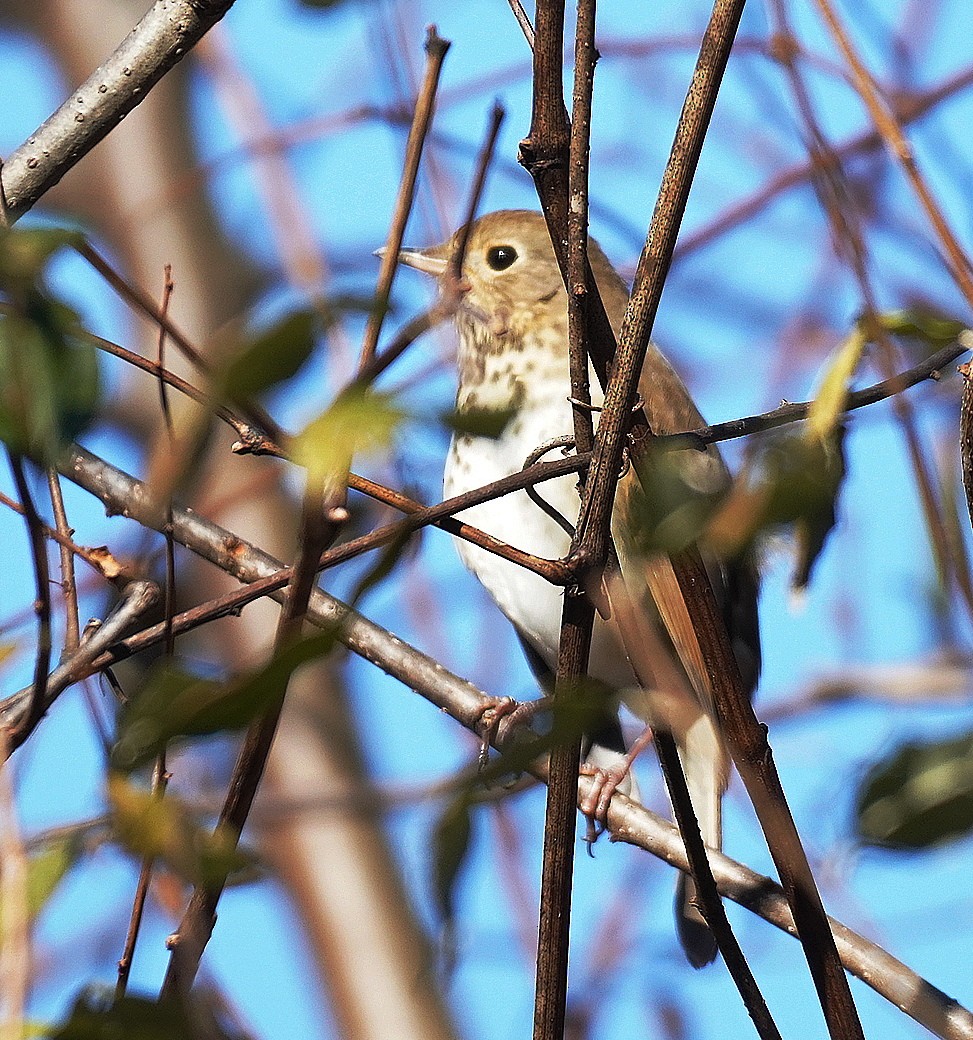 drozd rezavoocasý - ML646054644