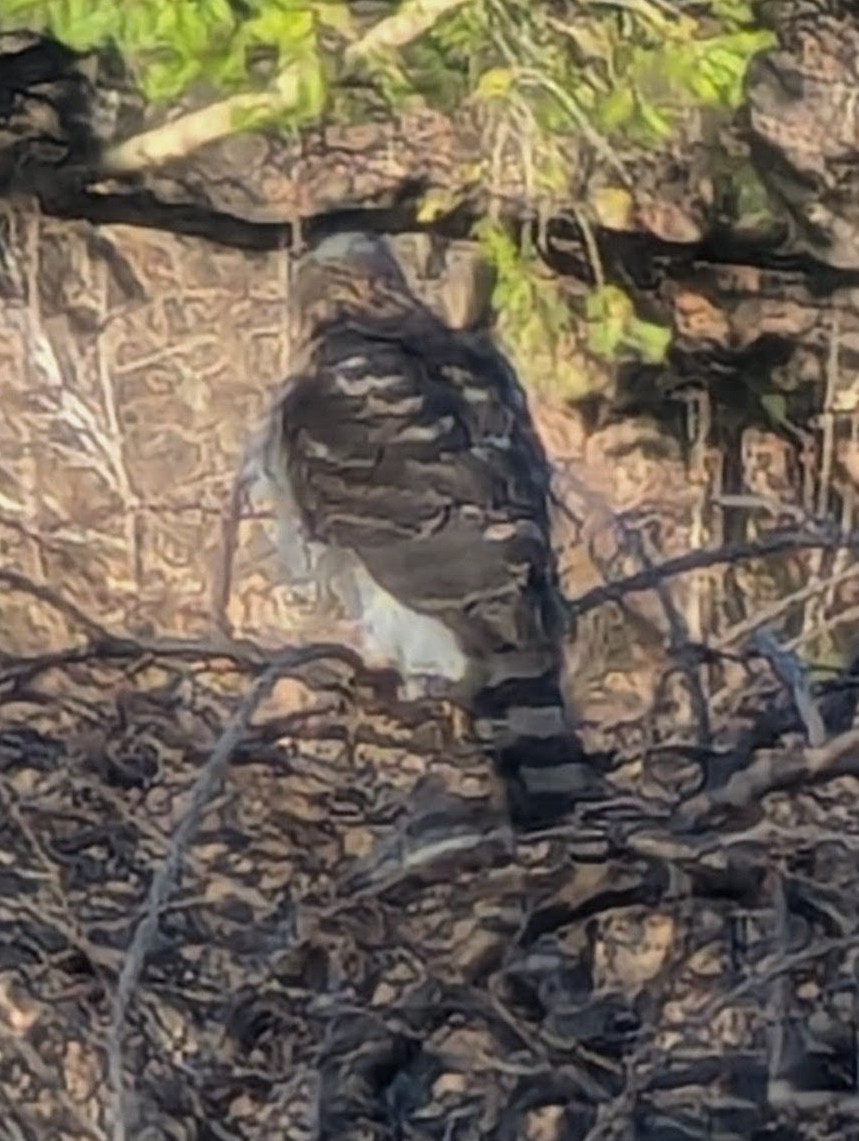 Cooper's Hawk - ML646054646