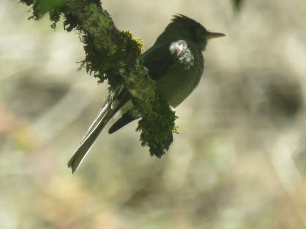 Pibí Oriental - ML646054663