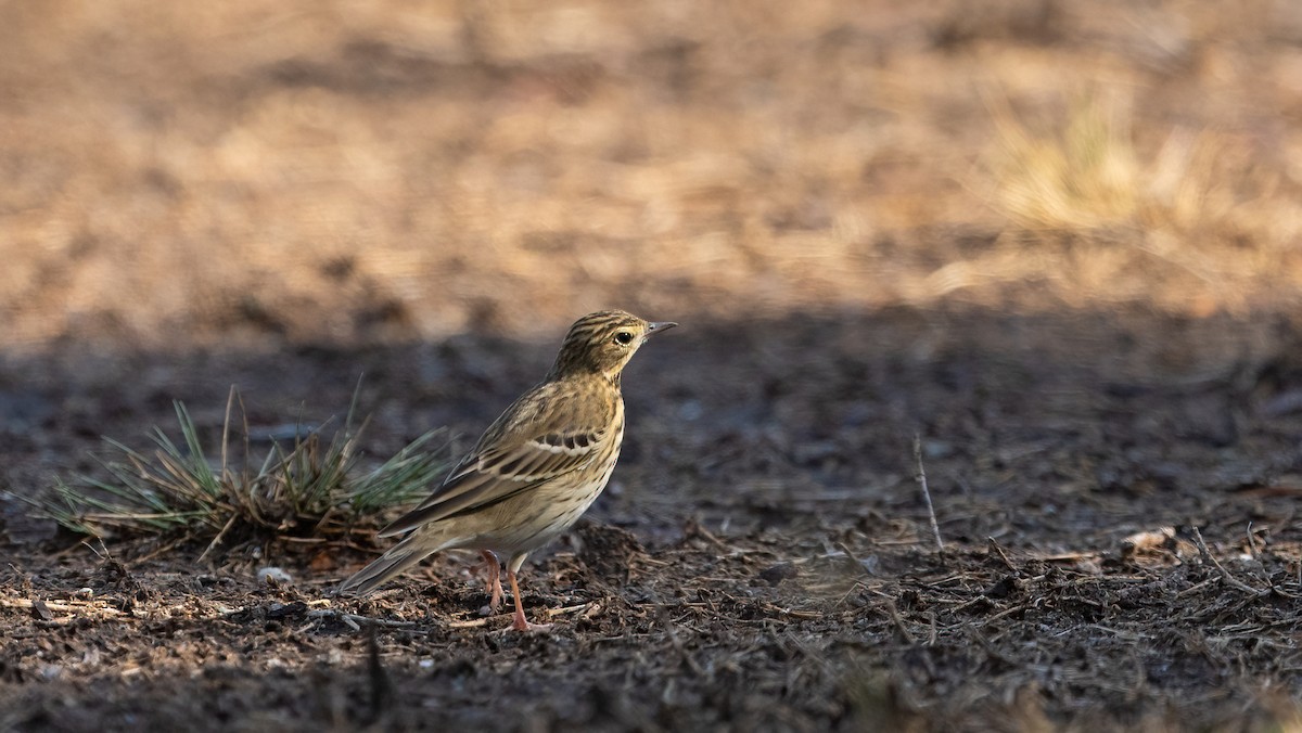 Ойн шийхнүүхэй - ML646054664