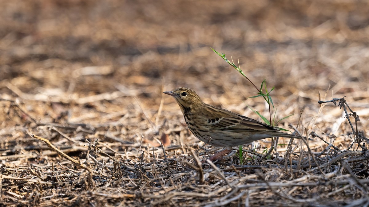 Ойн шийхнүүхэй - ML646054665