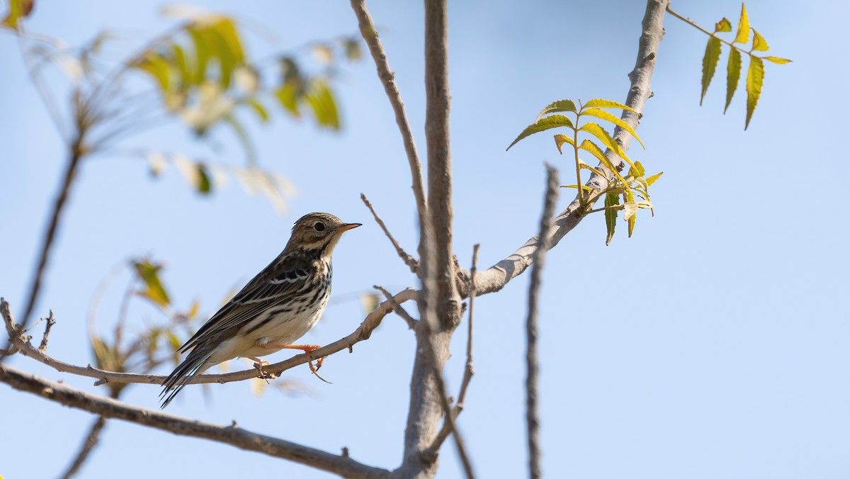 Ойн шийхнүүхэй - ML646054666