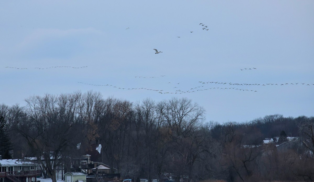 Canada Goose - ML646054677
