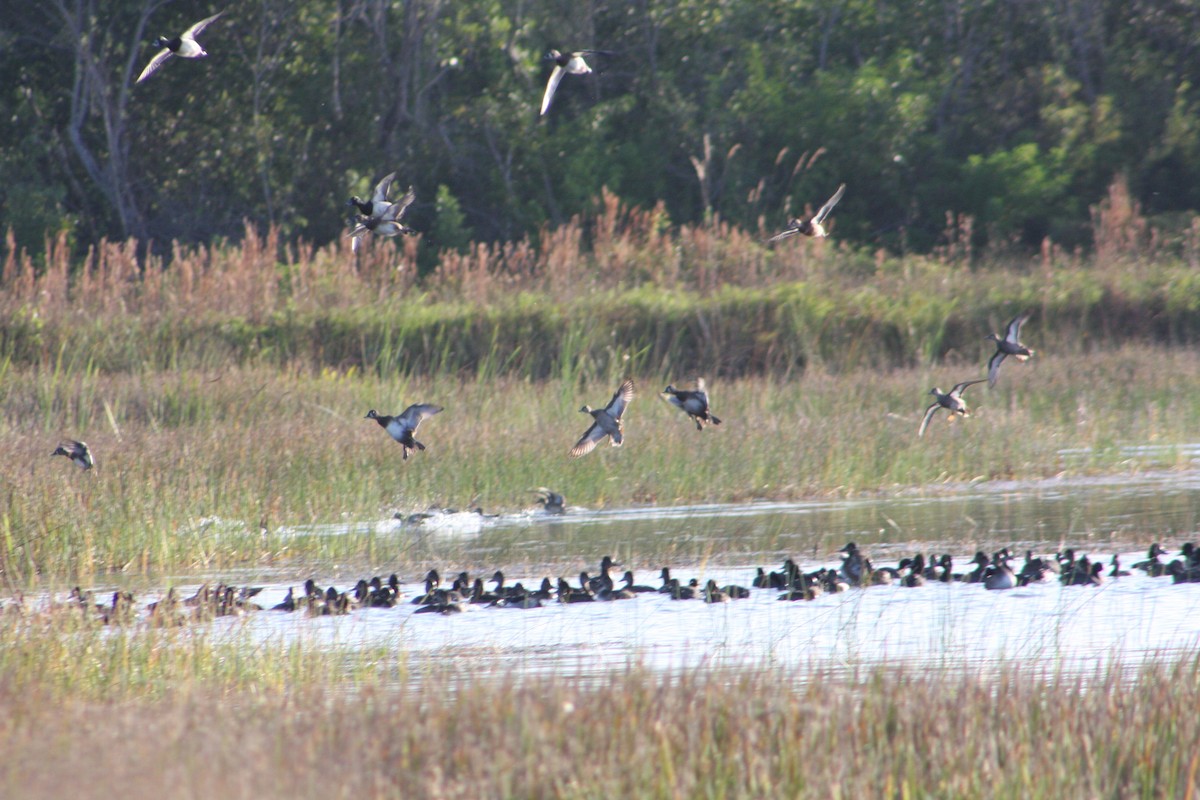 Ring-necked Duck - ML646054680
