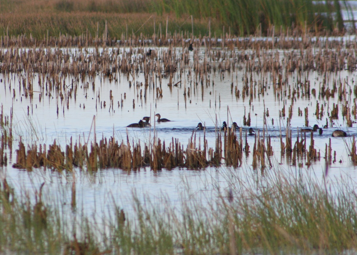 Hooded Merganser - ML646054684