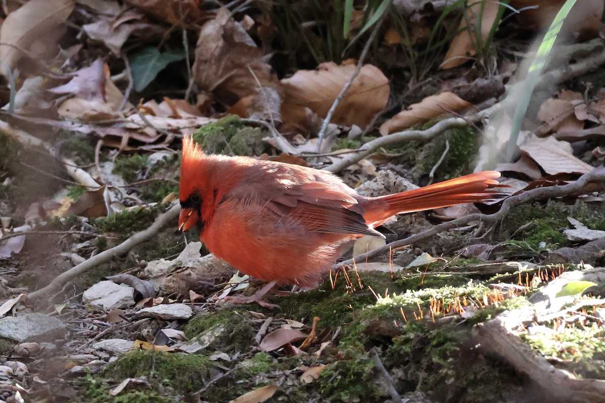 Northern Cardinal - ML646054685