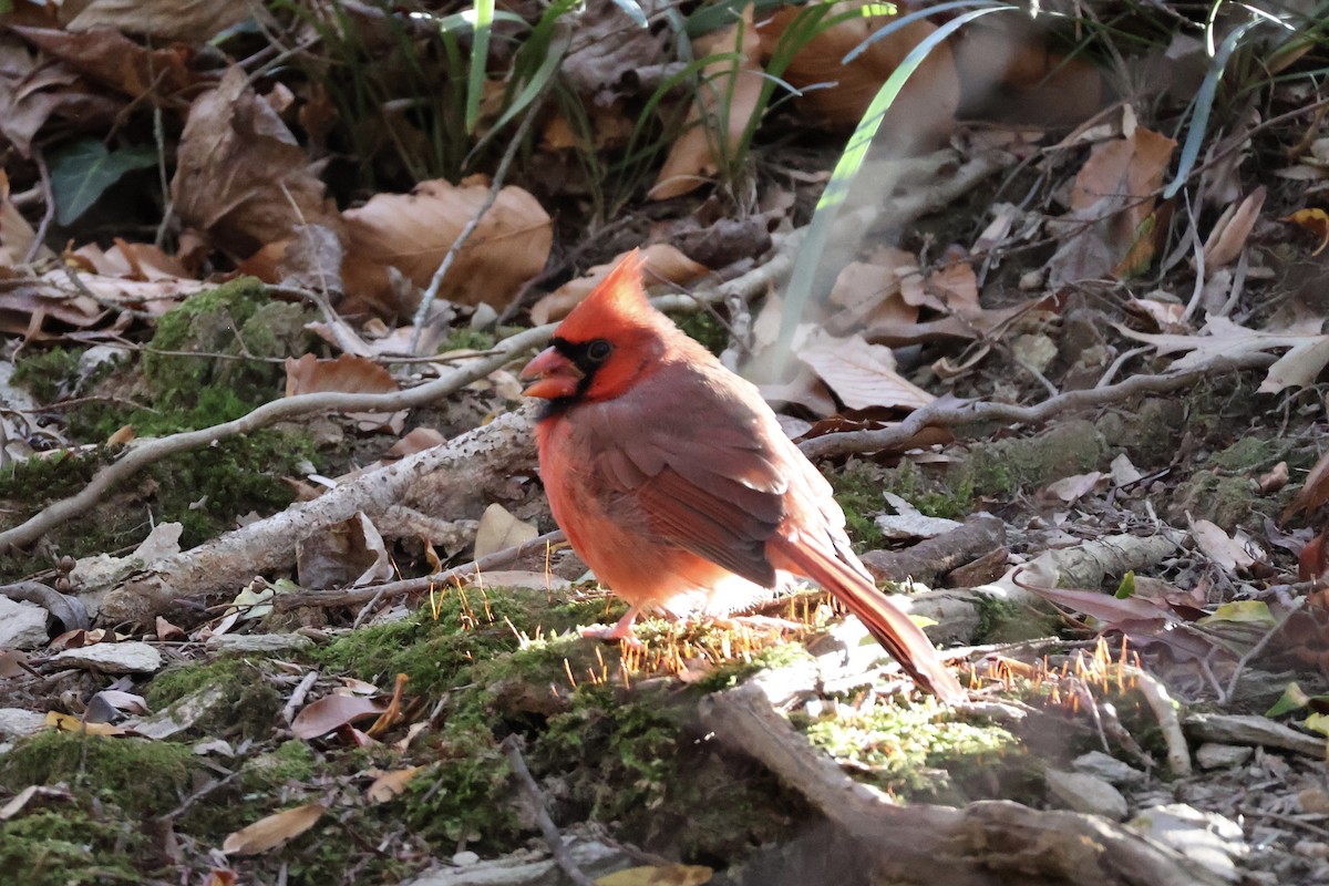 Northern Cardinal - ML646054686