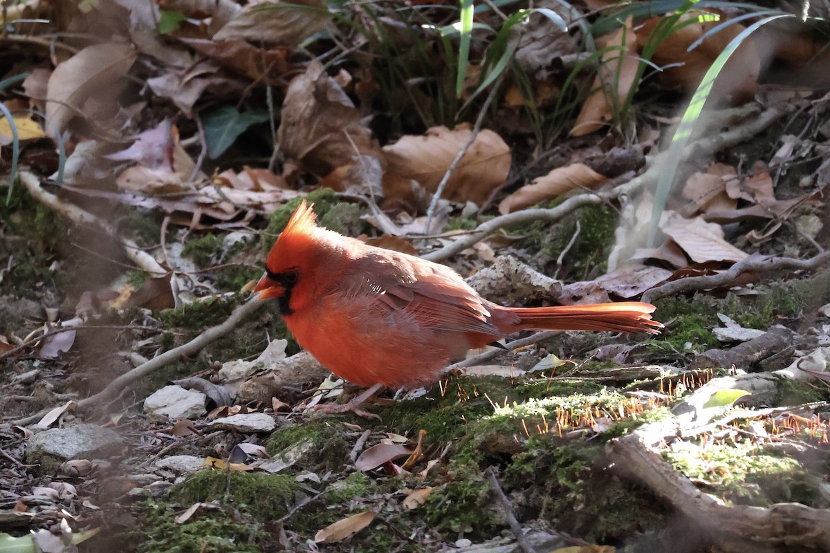 Northern Cardinal - ML646054687