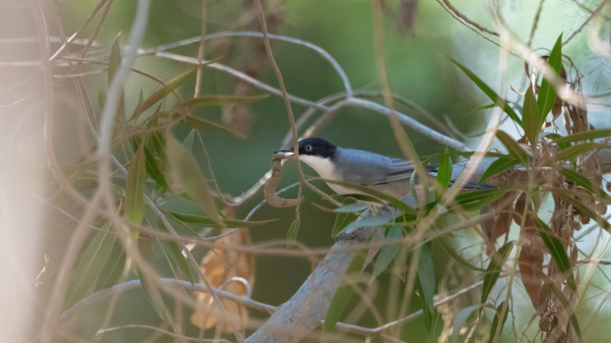 Том хошуут зэржгэнэ - ML646054696