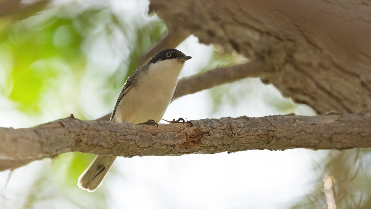 Том хошуут зэржгэнэ - ML646054697