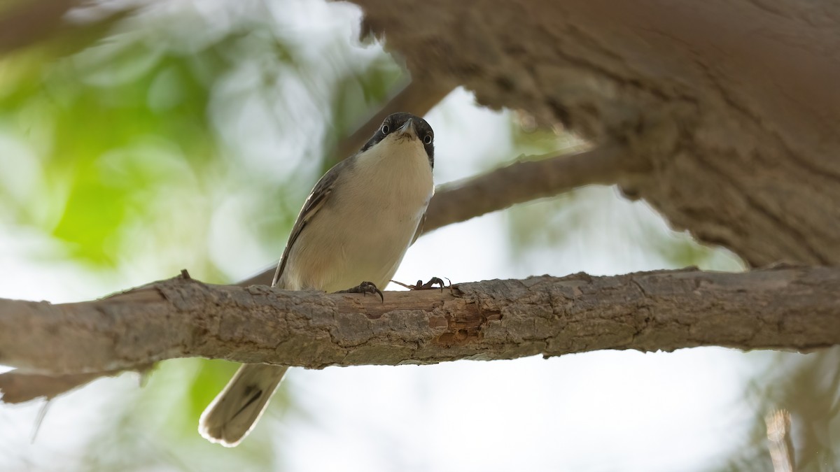 Том хошуут зэржгэнэ - ML646054698