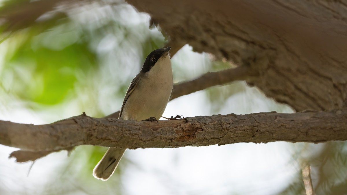 Том хошуут зэржгэнэ - ML646054699