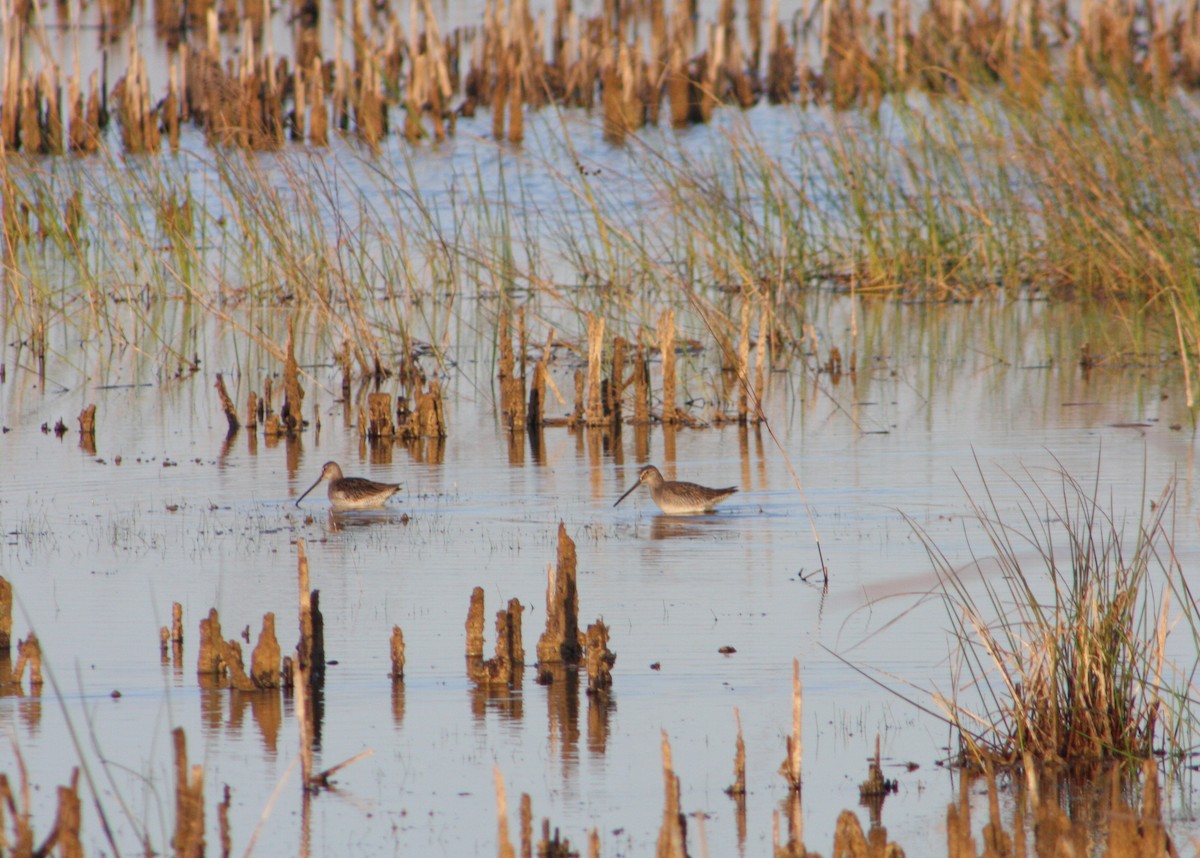 Long-billed Dowitcher - ML646054721