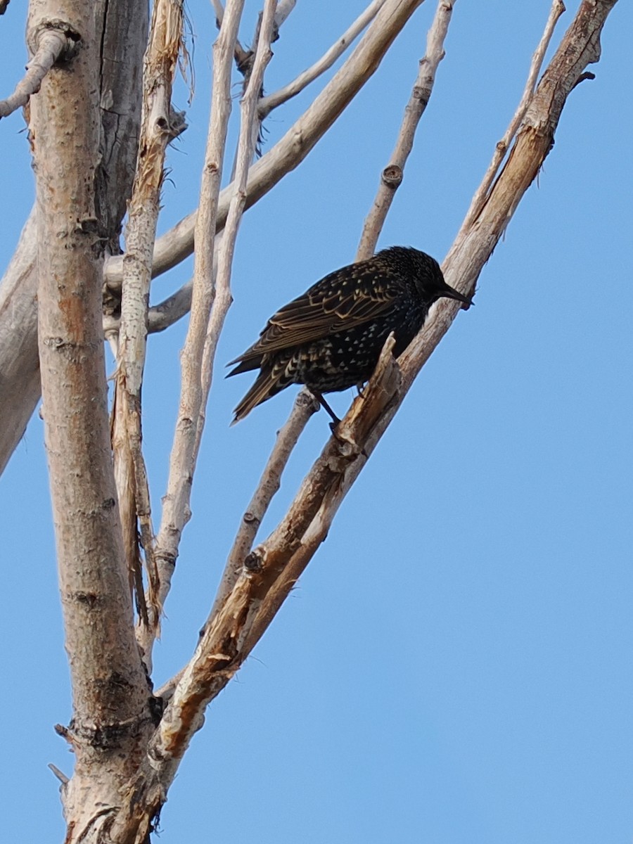 Шпак звичайний - ML646054722