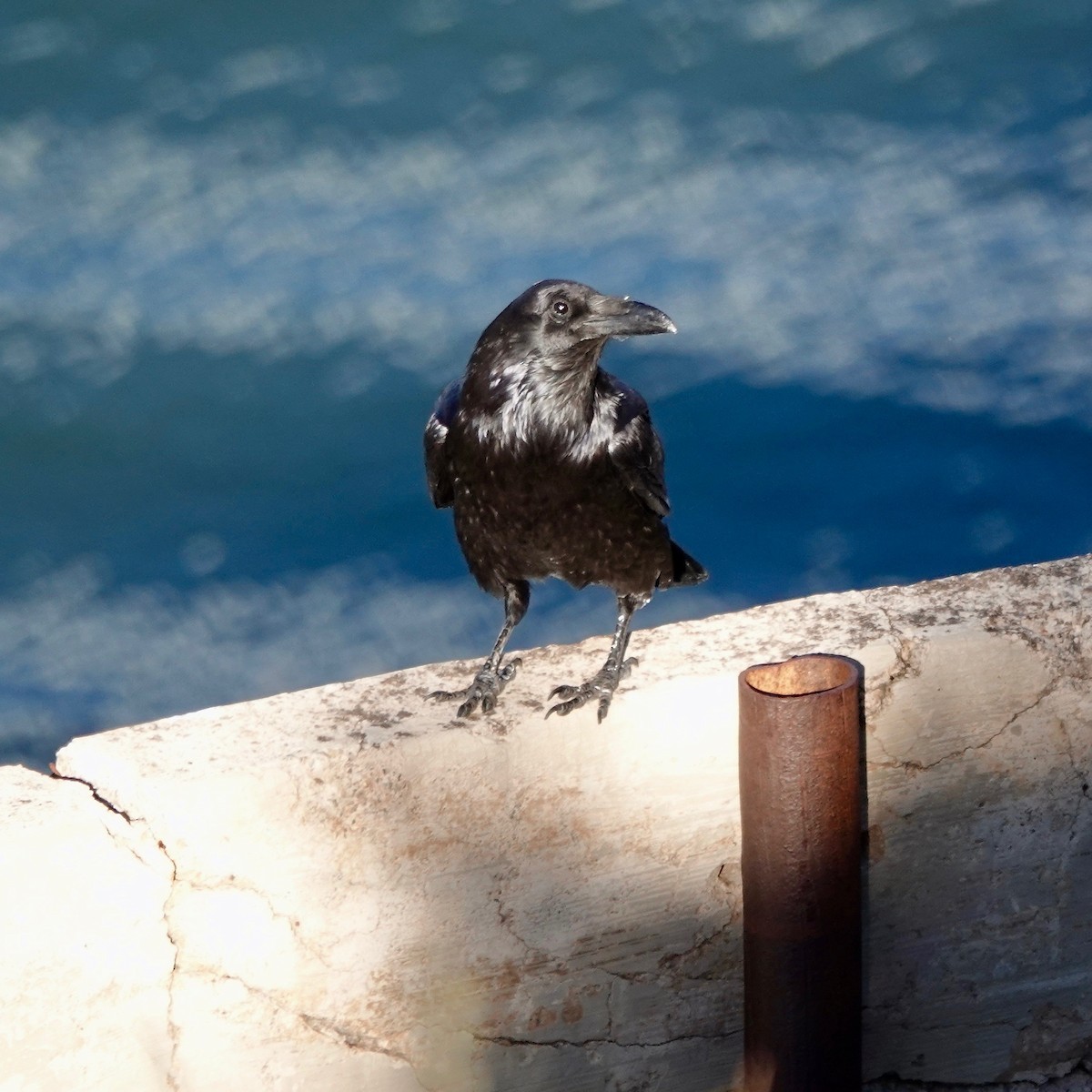 Common Raven - ML646054724