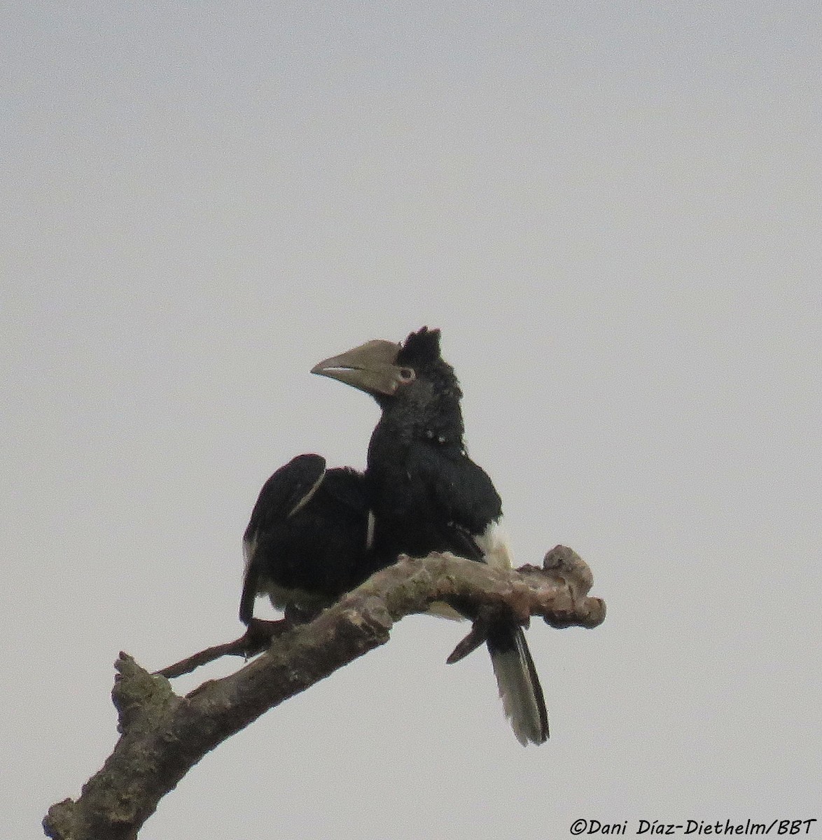 Black-and-white-casqued Hornbill - ML646054728