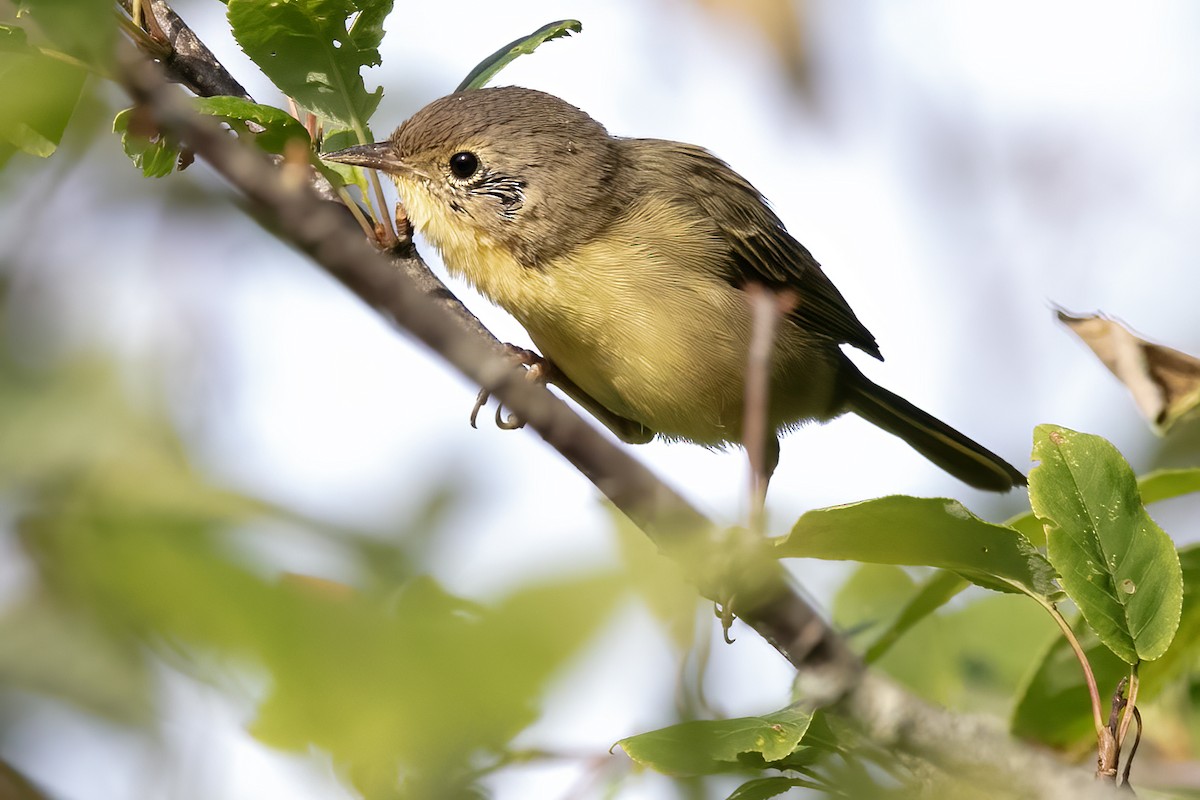 Common Yellowthroat - ML646054729