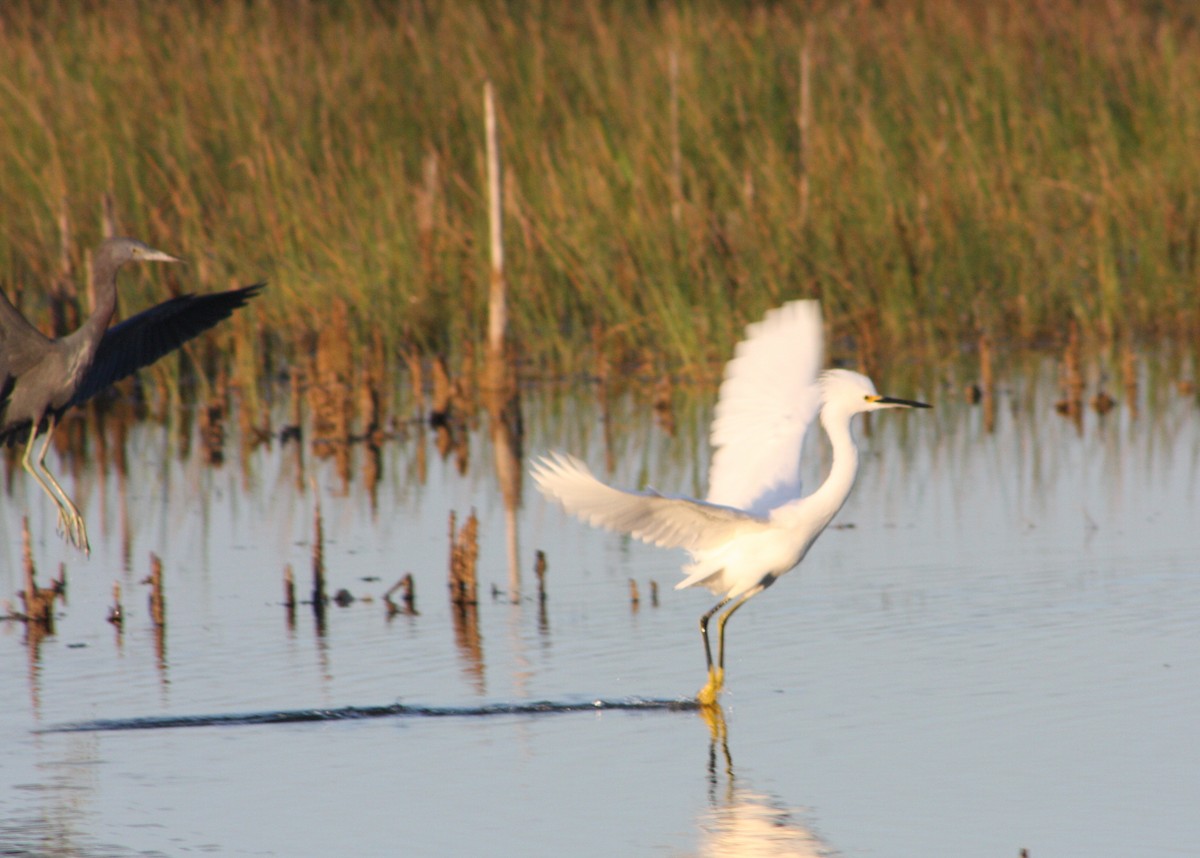 Snowy Egret - ML646054733
