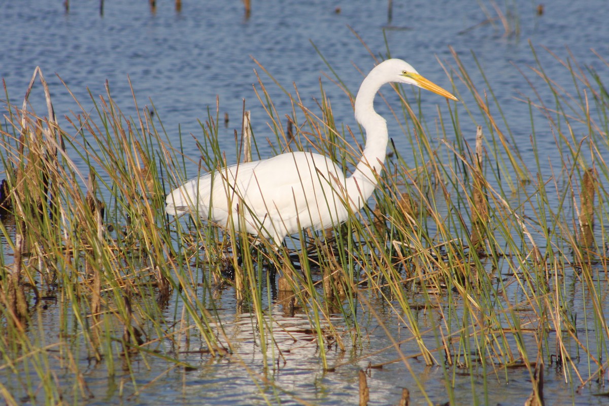 Great Egret - ML646054738