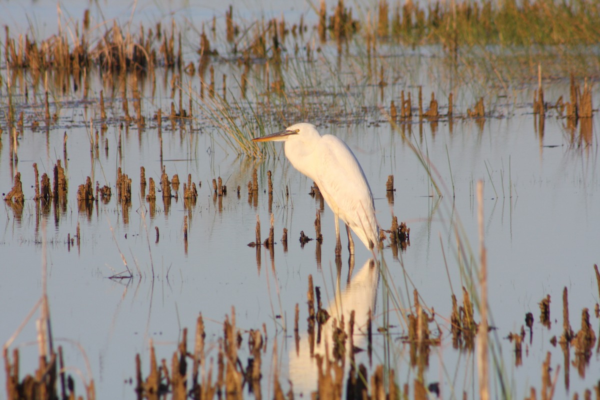 Great Blue Heron - ML646054751