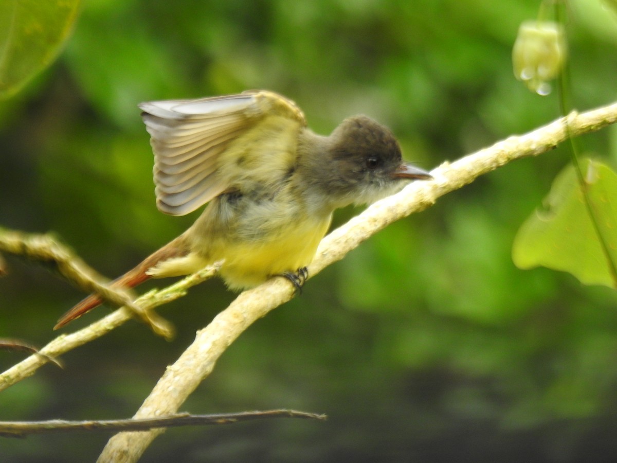 オリーブヒタキモドキ - ML646054759