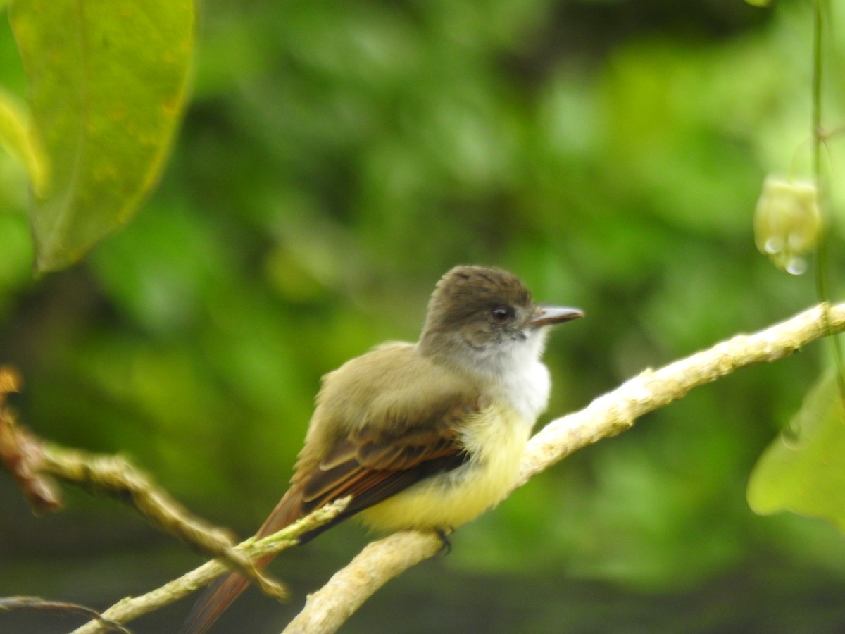 オリーブヒタキモドキ - ML646054781