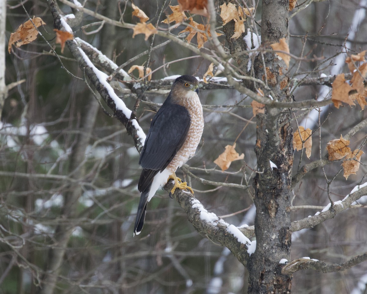 Cooper's Hawk - ML646054786