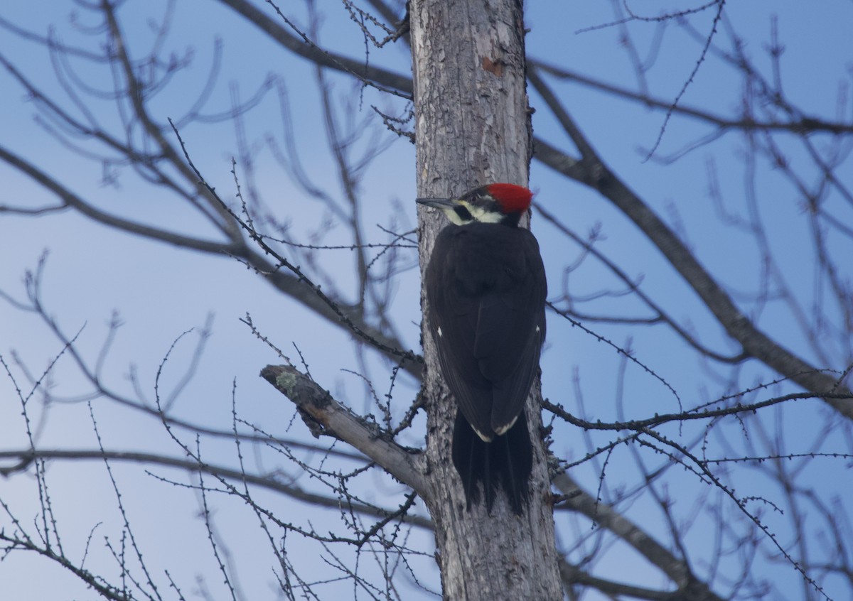 Pileated Woodpecker - ML646054800