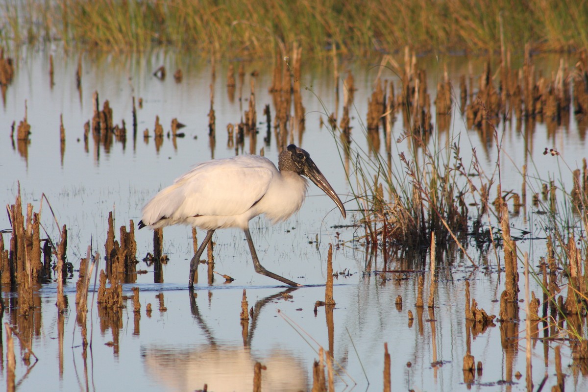 Wood Stork - ML646054801