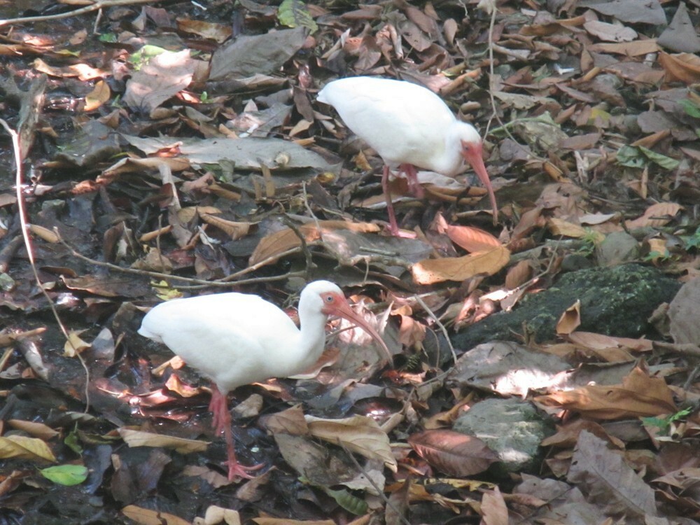 Ібіс білий - ML646054802