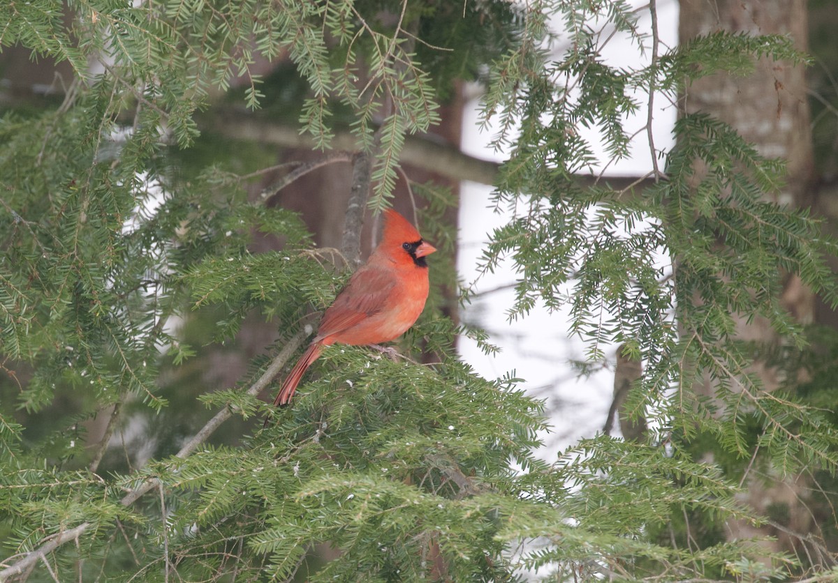 Northern Cardinal - ML646054805