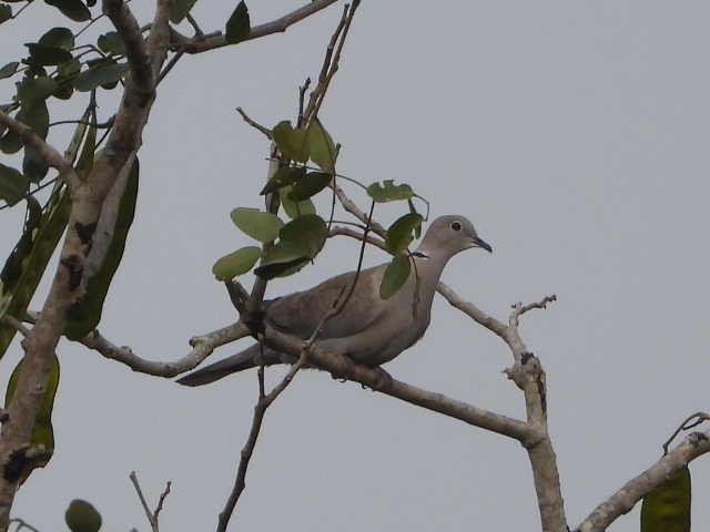 Tortora dal collare - ML646054806