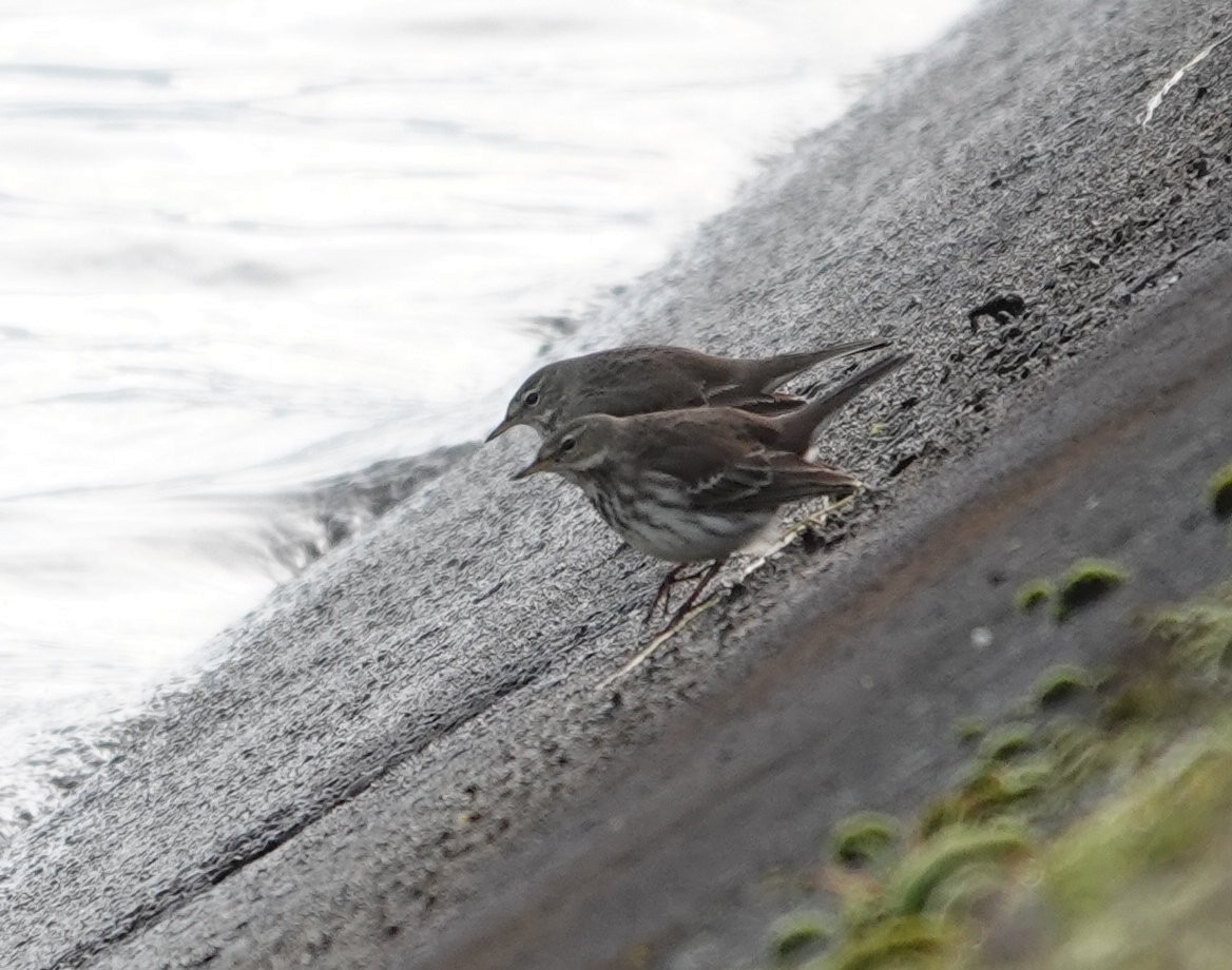 サメイロタヒバリ - ML646054814