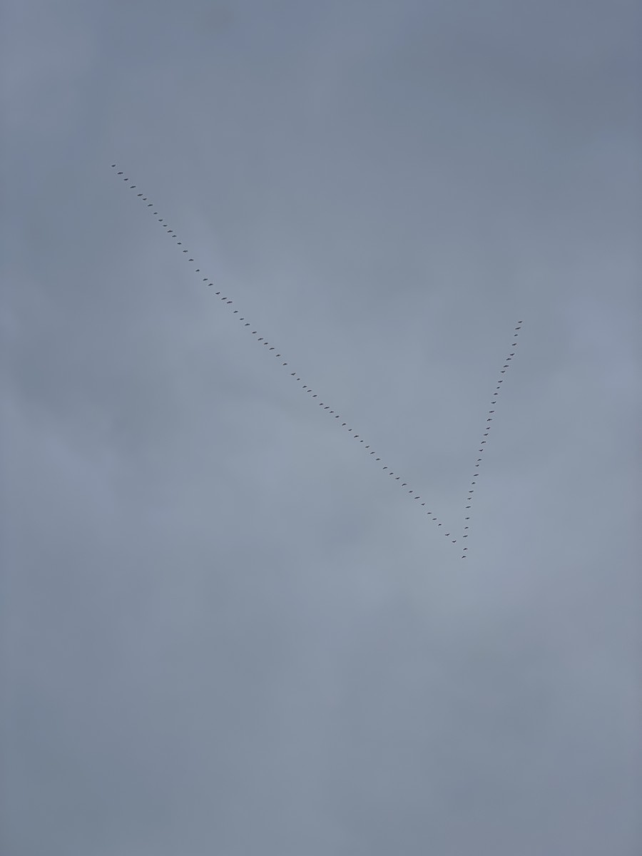 Snow Goose - ML646054816