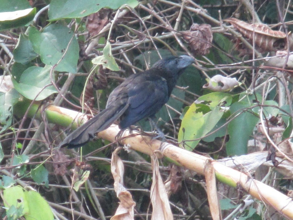 Ані товстодзьобий - ML646054817