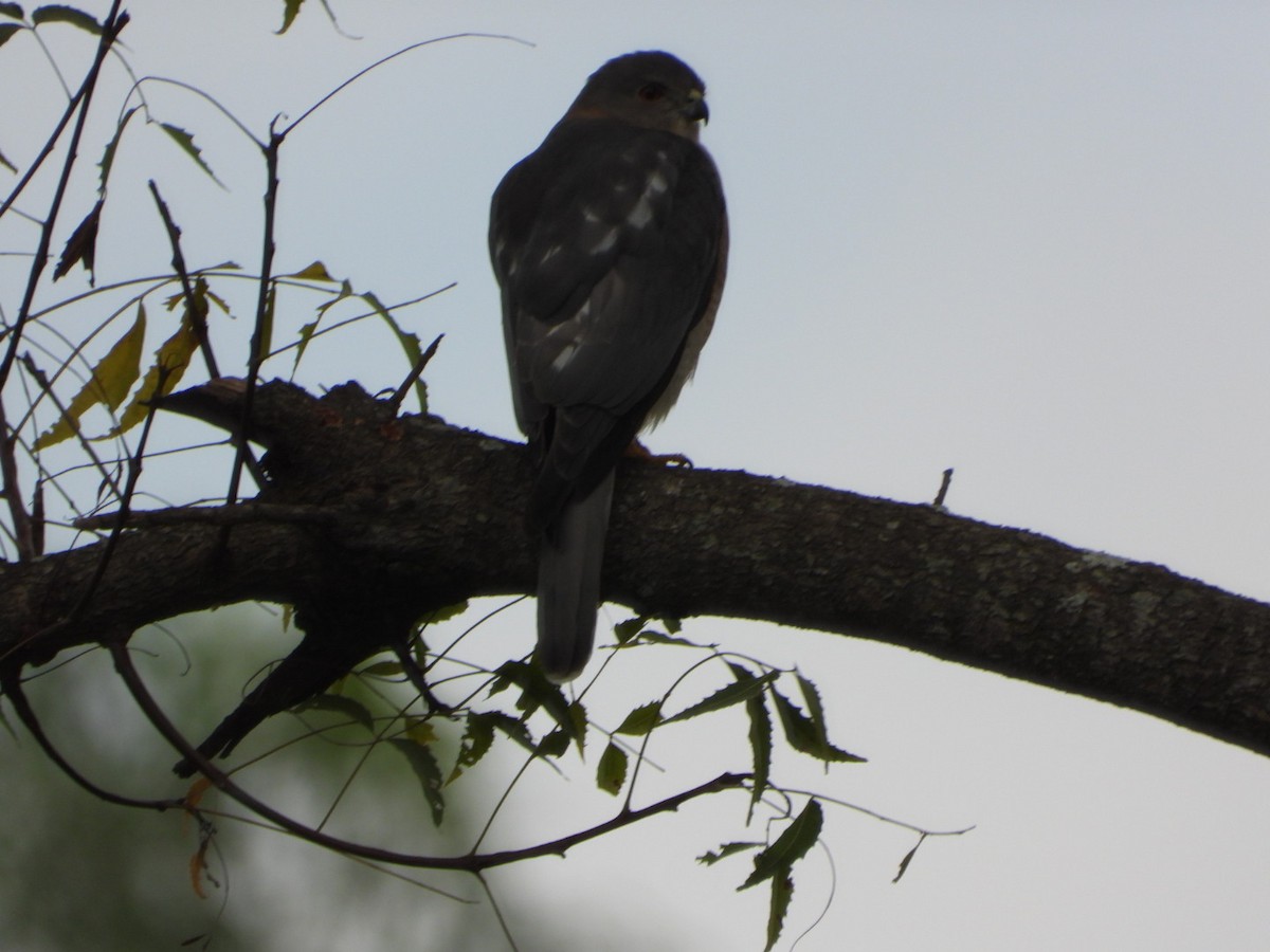 Shikra - ML646054819