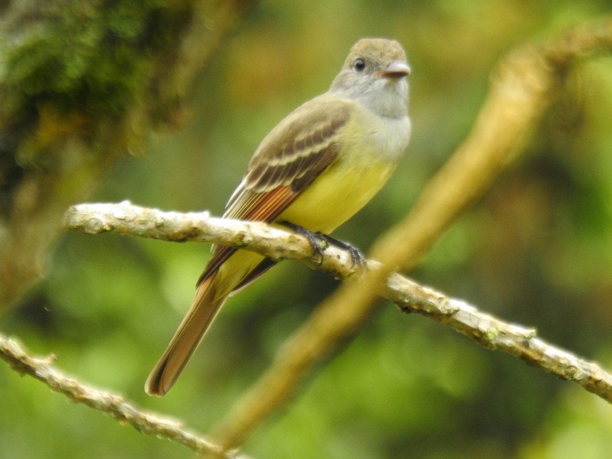 オオヒタキモドキ - ML646054823