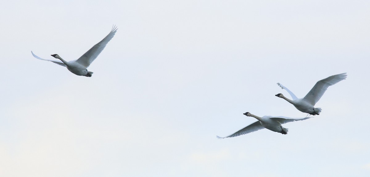 Trumpeter Swan - ML646054827