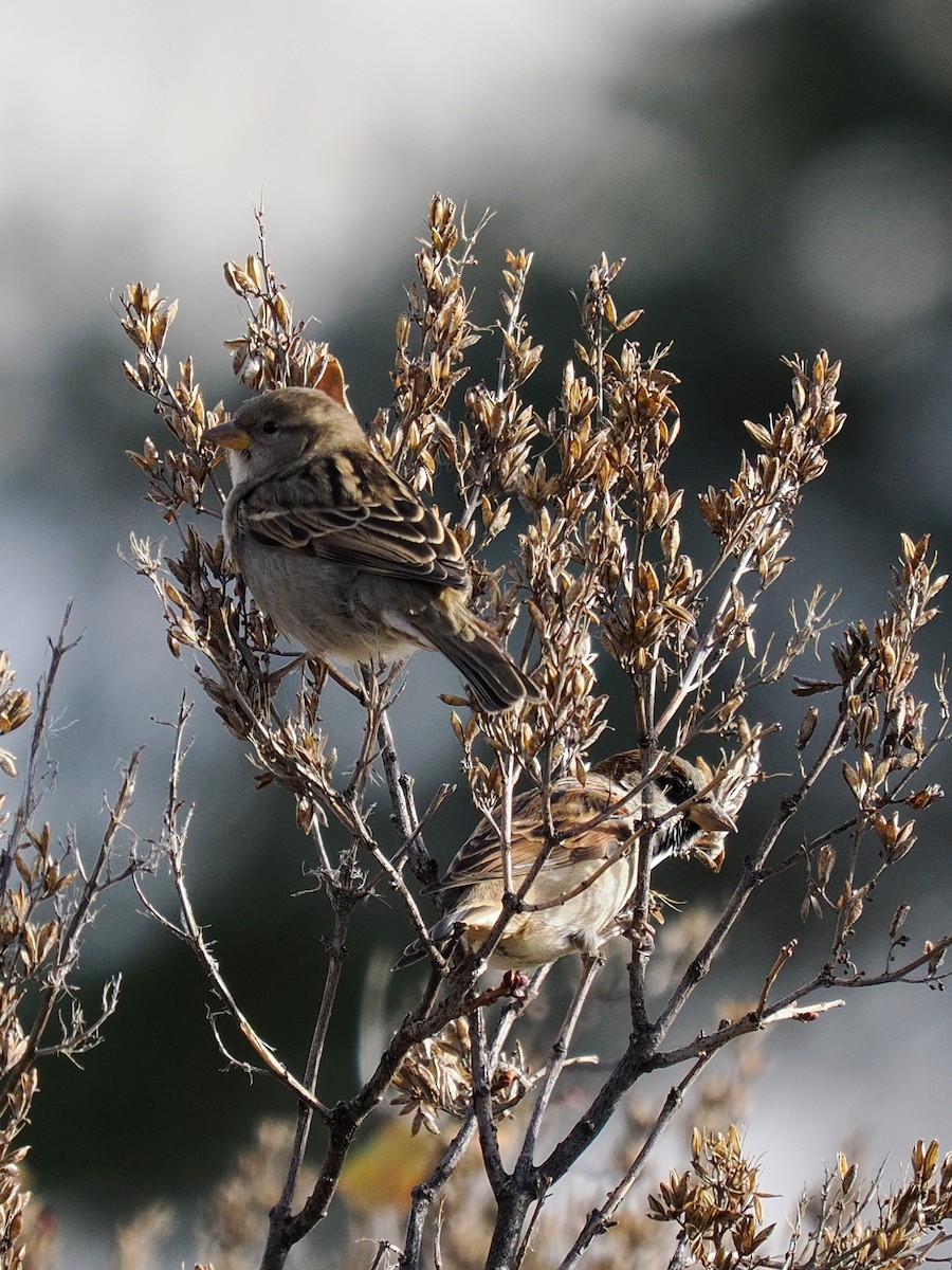 Gorrión Común - ML646054828