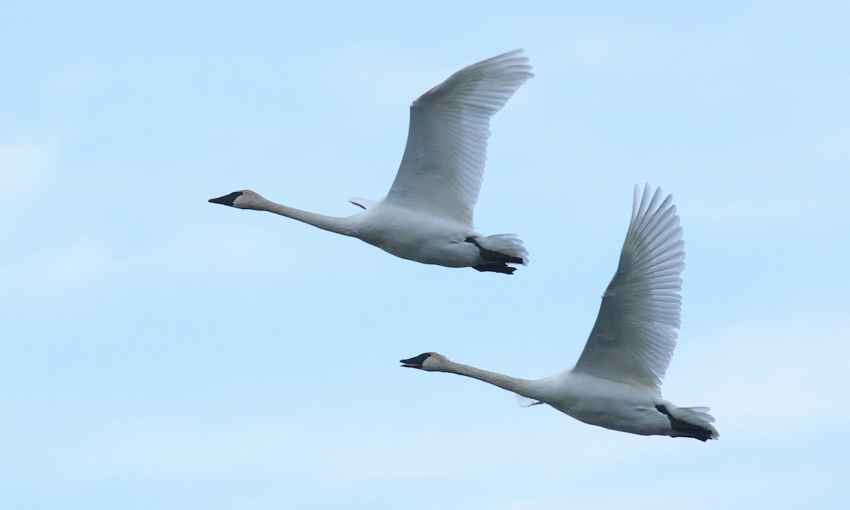 Trumpeter Swan - ML646054832