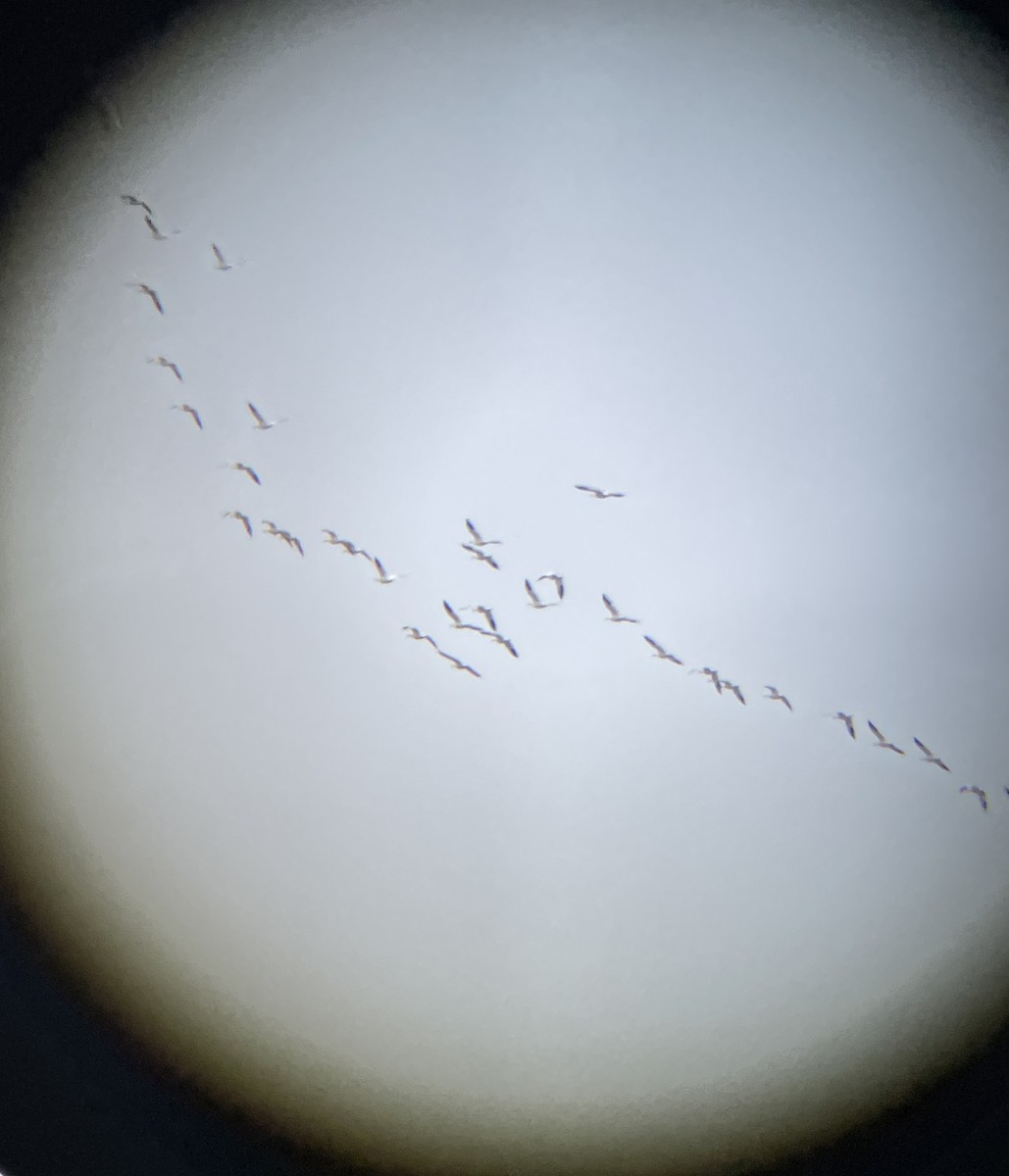 Snow Goose - ML646054833